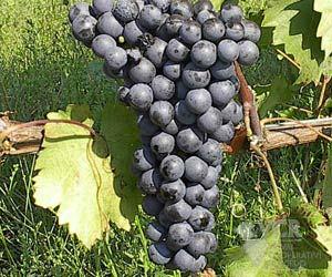 agiorgitiko grapes